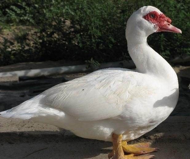  喂养■90天长4斤即可出栏，价格年年提升1只可赚20元，农民养殖