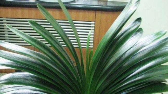  『花草』4种不能乱喷水的花草，一次就能烂叶烂根，喷完就后悔了