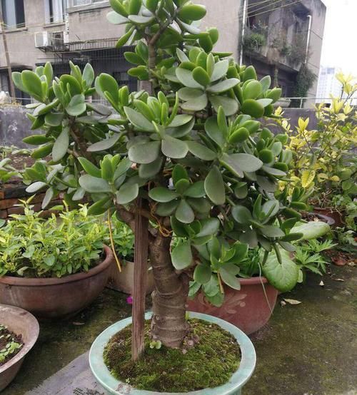  「充足」吴爷爷养出一排“玉树”，棵棵都是精品，一开就是上千朵花，壮观