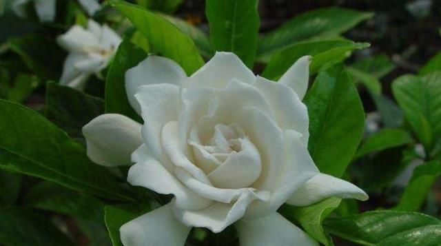  「花苞」3月养栀子花，2个动作不能少，花苞冒不停