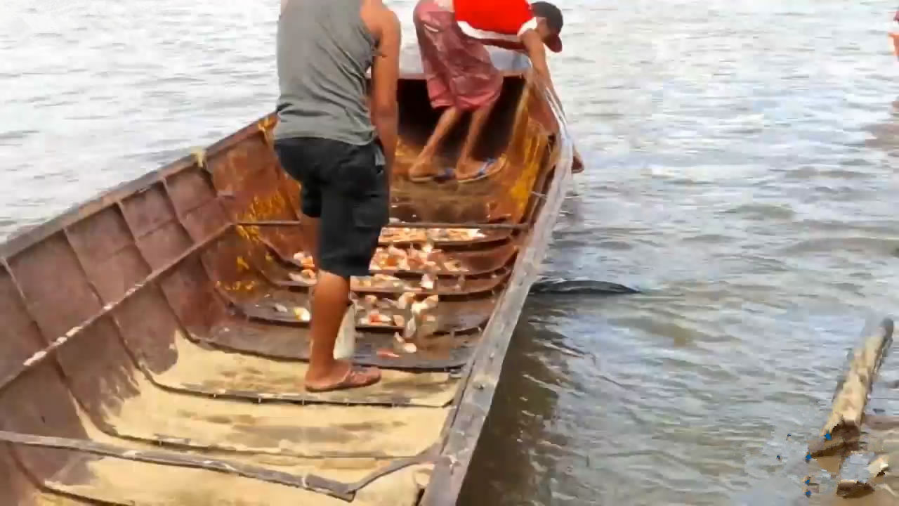 在非洲钓鱼不用鱼钩,拎块肉放水里,10分钟就能
