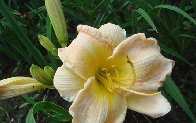  动人|这种盆栽花卉，开出百合一样的花朵，优雅动人、绚丽多彩！