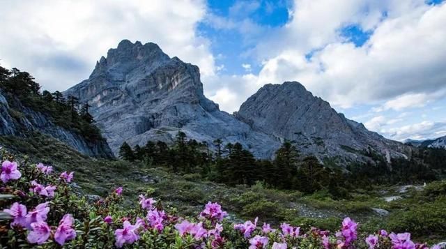  『更是』杜鹃属于名花,“高山杜鹃”更是名贵,开花更惊艳