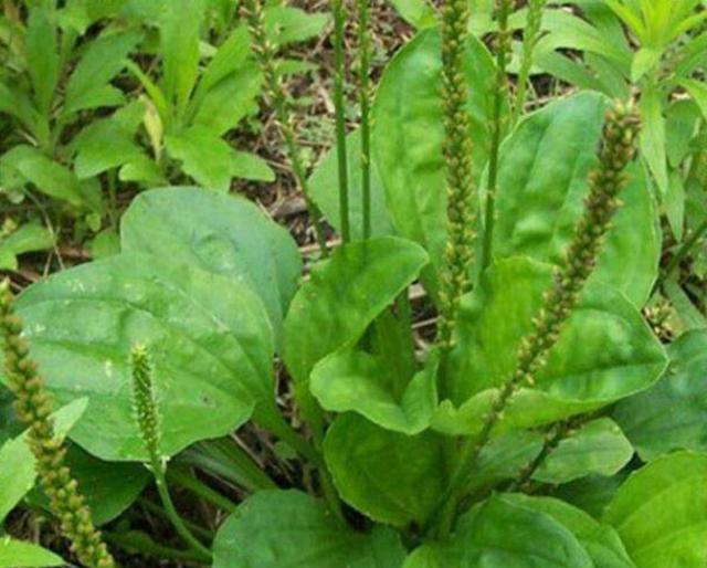  [内容]农村1“车前草”，农民认定是害草，见到就拔，却不知比大米珍贵