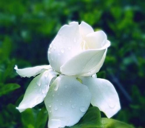  冒满■栀子花黄叶别着急，用了这种方法，轻松解决，叶子油绿，冒满花
