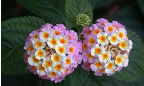  『爱爆』此花，堪称花界中的毒美人，一花多色，绚丽可爱，四季开花爱爆盆