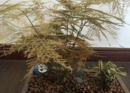 植物■养了10年“文竹”,每月喝勺“汤”,爬满整个房间,没有黄叶过!