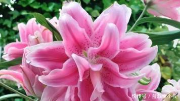 『漂亮』她养了1种花,开花漂亮,香味浓郁,老远就能闻到香!