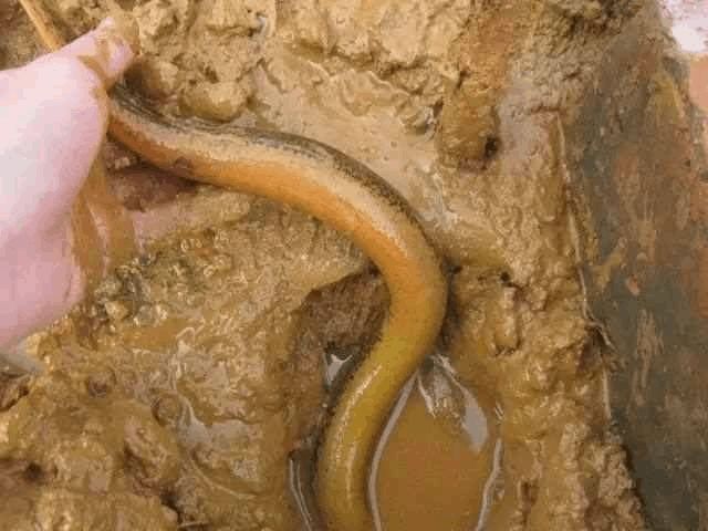  「七月」农村俗语“七月蜂八月蛇，九月黄鳝惹不得！”农民干农