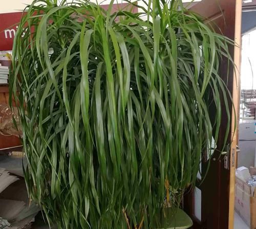 变红:龙血树叶片发红易下垂倒伏无活力?5个原因大家考虑一下