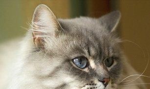  停止■巴西短毛猫以及当猫停止进食时意味着什么？