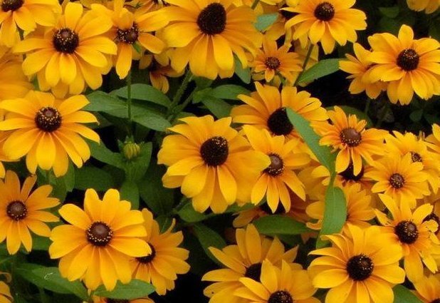 光照|这些花朵养在家里阳台上,不怕高温,越晒长得越旺,花朵绚丽多彩