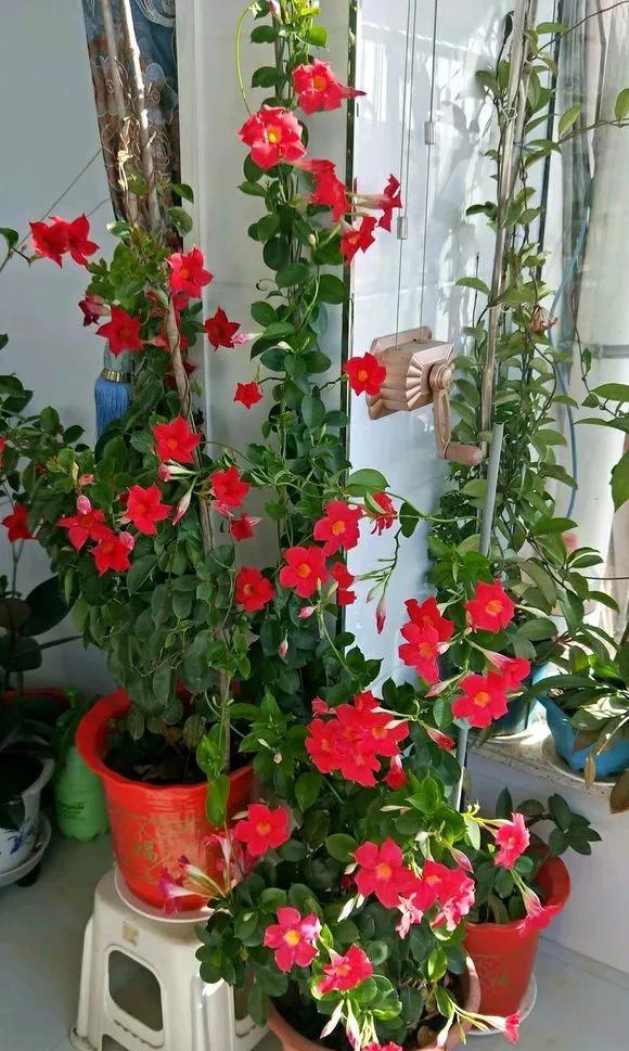  『长春花』6种花喜欢晒太阳，越晒花越多，一开200天不歇气！