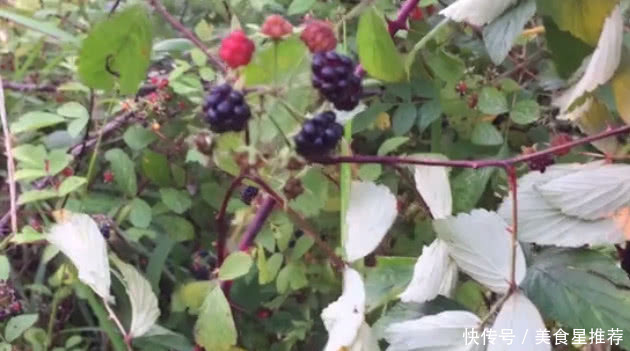 农村童年山上的这种野果子零食，看了真让人怀，你们有吃过没