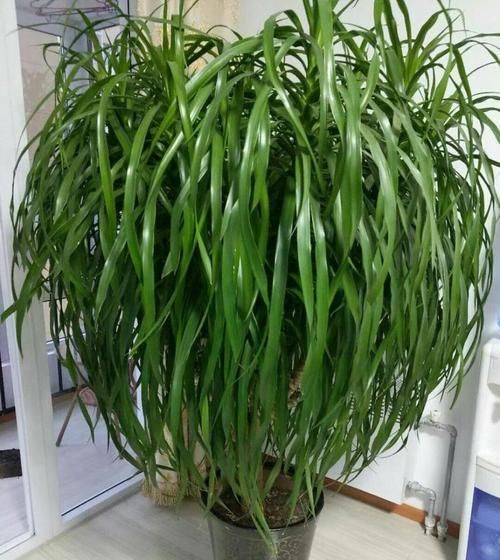  高一■种这三种植物，有一根枝条就够了！价值高一养就是一大盆