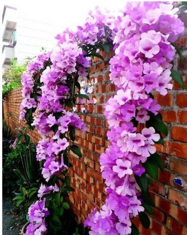  『蒜香藤』这种花半年长2米，花开千朵，没有虫害，超级好养，你养过吗？