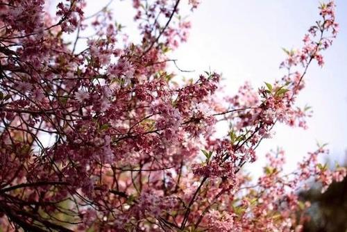 这个春天去陕西看花，八处养眼好看的赏花地美得让你落泪！