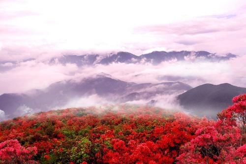  品种@300多个品种！临平公园杜鹃已经盛放！另有千亩花海即将红遍山野