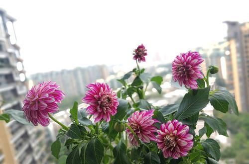  【养盆】喜欢菊花，不如养盆“精品玫瑰”探索者，花开层层叠叠，梦幻浪漫