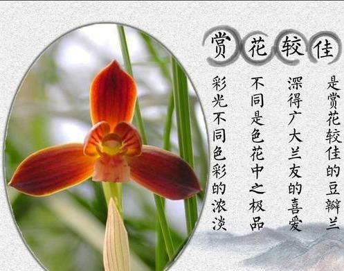 #漂亮#月季扔了吧！此花净化空气是绿萝100倍，客厅里种2棵，太