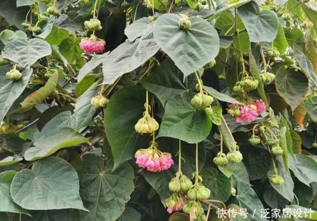 『非洲』来自非洲的芙蓉,开花成球,香气四溢,是小蜜蜂喜爱的食物