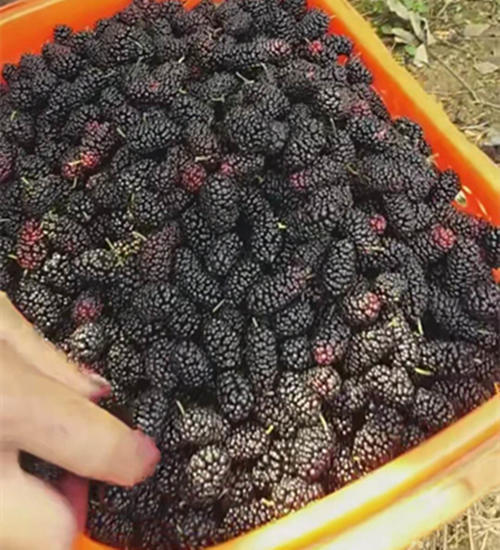 农民种植“毛毛虫”以前是为养殖，现今是为供应城里朋友亩入万元