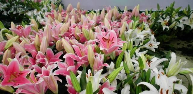 如今在农村，你要是会干、能干一定是大有前程的！干什么赚钱呢？