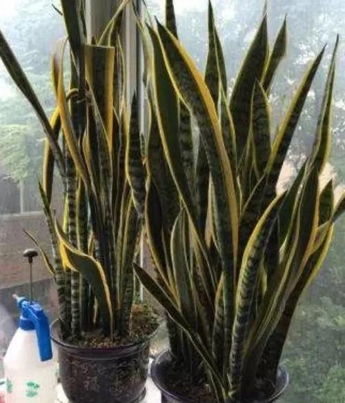  「省钱」这“3种”植物，剪根枝条“插”土里，15天就生根，省钱又省心！