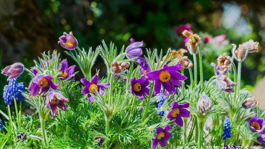  「现如今」农村常见的野草，过去随处可见，现如今几十元一斤难买到