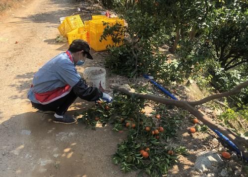  【卖光】速度！汤塘四九滞销的砂糖桔已全部卖光了！