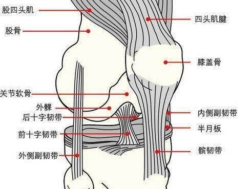  膝盖的负重大约@关节是有寿命的，我们还能跑多久？