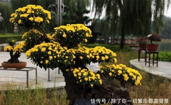 『且具有很』家居环保小知识 10大防甲醛植物推荐