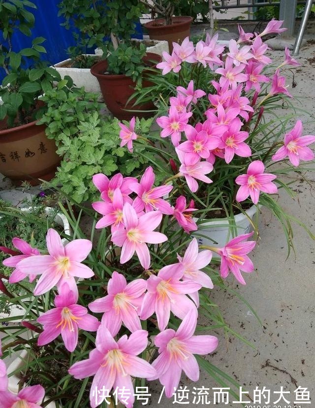  「栽培」此款球根植物，种植很简单，一年开花很多次，花色美丽，值得栽培