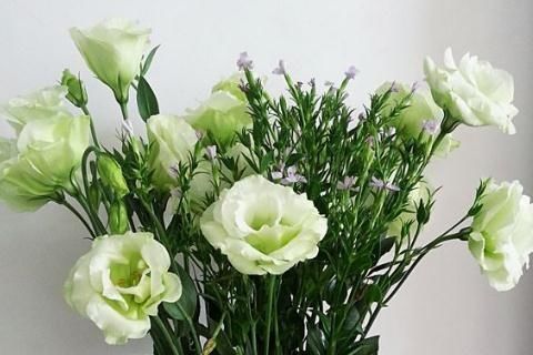 花卉盆栽|夏天养“3种花”最轻松,浇水能生根、有光就开花,四季花不断