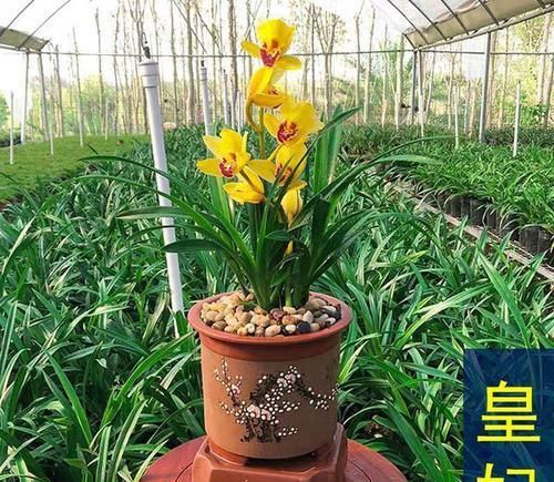  【轻松】金光闪闪，耀眼夺目的皇妃兰，魅力不可挡，轻松就能开爆盆！