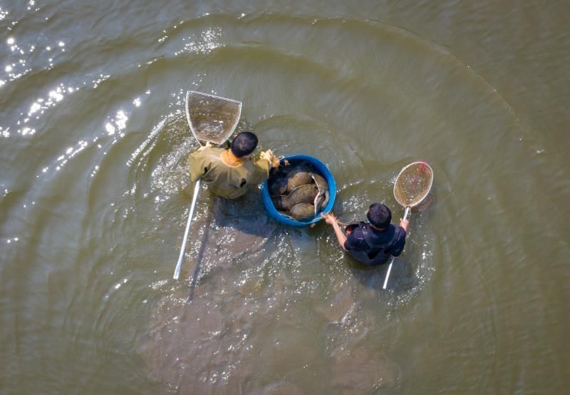  「养殖户」官宣可食用，近万只甲鱼卖不出愁坏了老养殖户