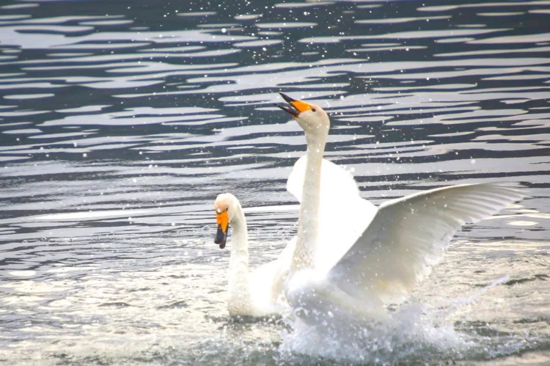 “小城市”为何引来“远方客”？