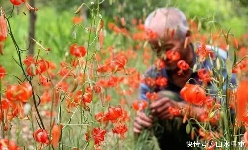  「稀罕」农村一种野菜，30年前天天吃，满山没人要，如今25元一