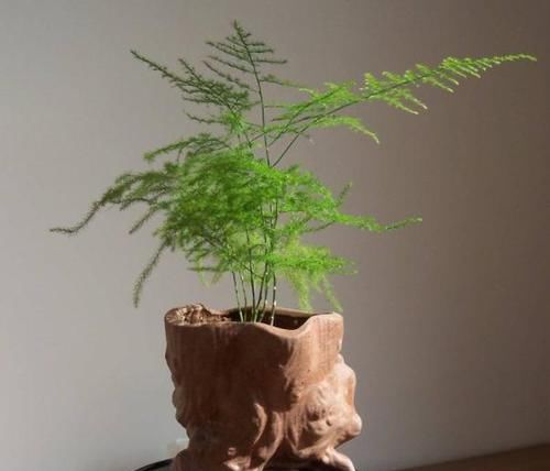 『躲雨』千奇百怪的花卉中,有这么2种植物,不喜欢下雨天,需在室内躲雨