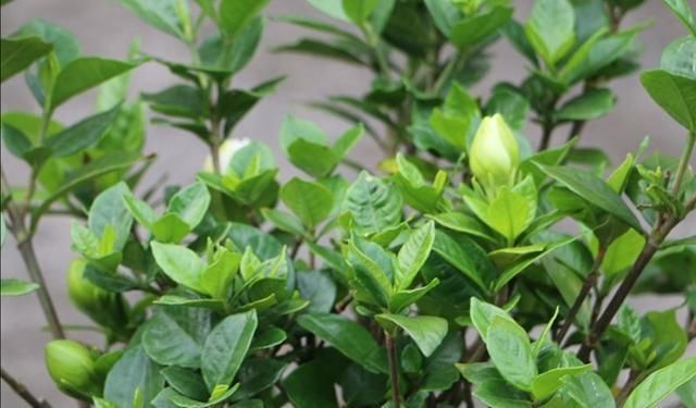  栀子花|养栀子花，2种肥水要常用，长得旺、叶子绿，开花更多