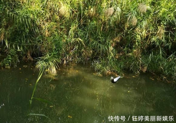 『时间』林子里面藏着的一条小河,没想到全是马口鱼,新手也能钓上百条!