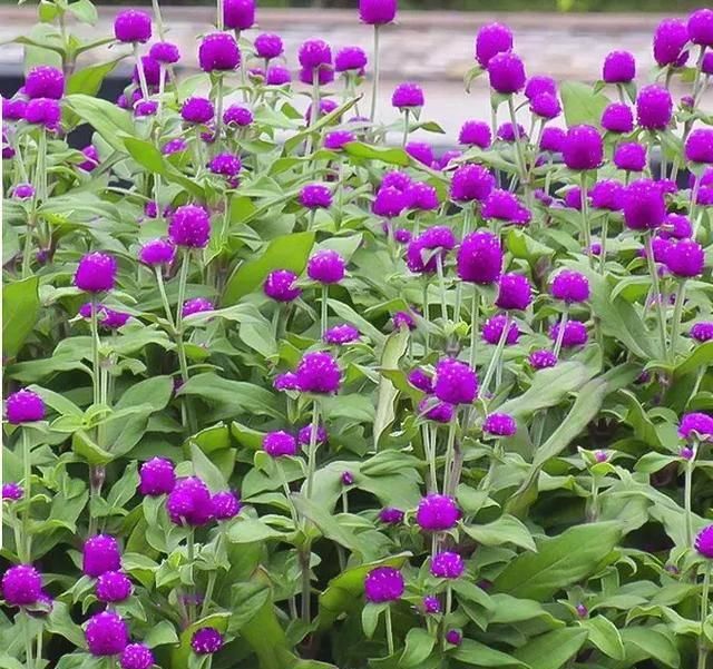  #阳光充足的环境#100种常见开花植物的养护要点与花期，快来看看有没有你喜欢的