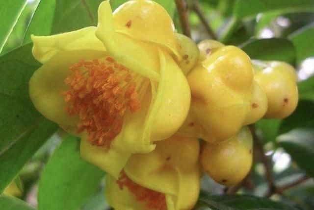 『大熊猫』1种植物珍贵，人称金花茶，被誉为“植物界大熊猫”，遇见请保护
