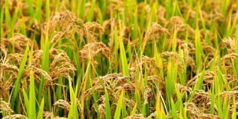  「成了」10万亩沼泽地变成米粮川，黄河岸边这片“不毛之地”成