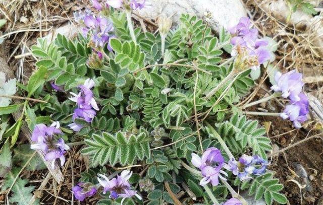  『值钱』河边的1种野草,和岩黄连一样矮,被称为“米口袋”,珍贵、值钱