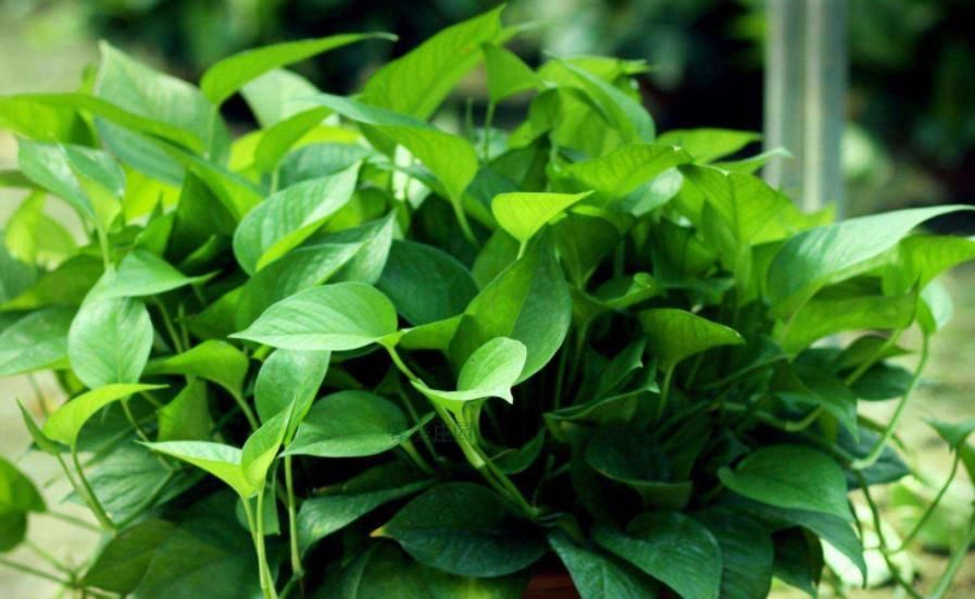  『富贵竹』这“4种”植物，可以用“醋”养，每个月用“1斤”枝繁叶茂