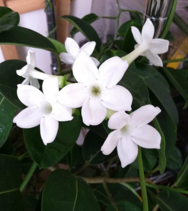  #绿萝#忘了绿萝吊兰吧，这种盆栽绿植，花叶共赏，香气四溢，更值得种植