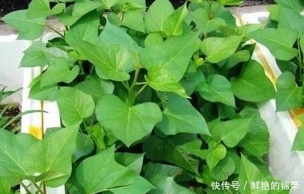 『春季』春季阳台种“2种菜”，长势快，好吃又好养，吃了一回又一回
