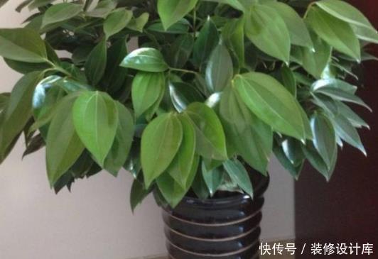  『家里』这4种花旺财又旺运，耐旱还好养，家里一定要养一盆！