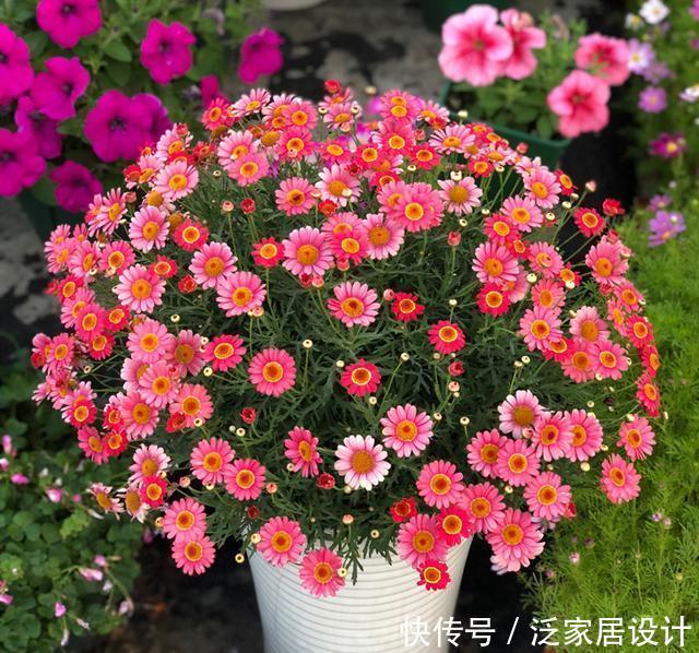 开满|玛格丽特怎么扦插?选对枝条,一根就能开满花盆